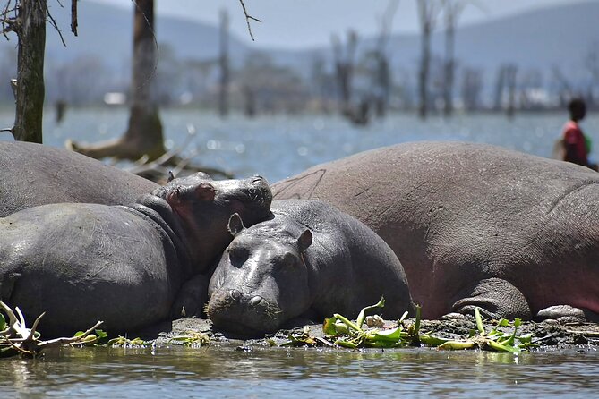 Hell's Gate National Park and Lake Naivasha Private Tour - Practical advice before you go