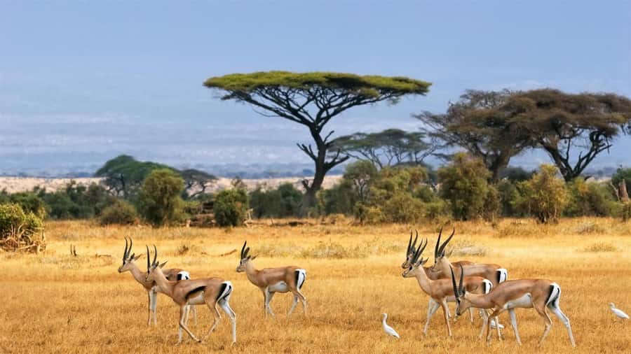 Hells Gate National Park and Lake Naivasha Day Tour - Cycling among zebras and giraffes at Hell’s Gate