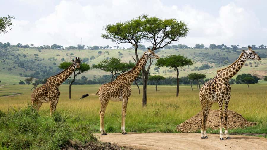 Hellsgate and Lake Naivasha Day Trip from Nairobi - Key points to know before booking