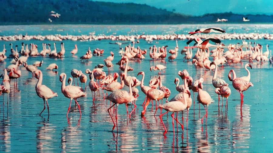 Hellsgate and Lake Naivasha Day Trip from Nairobi - Why Hell’s Gate makes this Nairobi day trip different