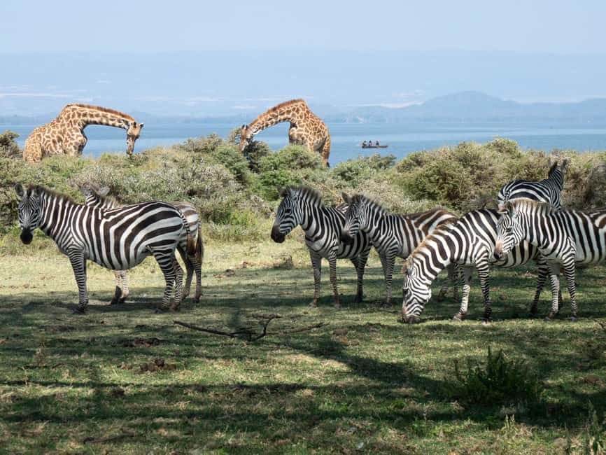 Hellsgate and Lake Naivasha Day Trip from Nairobi - Walking among giraffes at Crescent Island