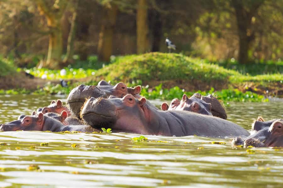Hellsgate and Lake Naivasha Day Trip from Nairobi - The Great Rift Valley viewpoint starts the day