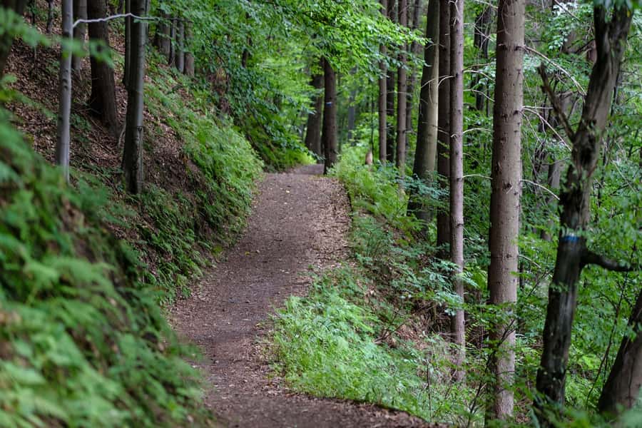 Hike in The Karura Forest - Who should book this hike?