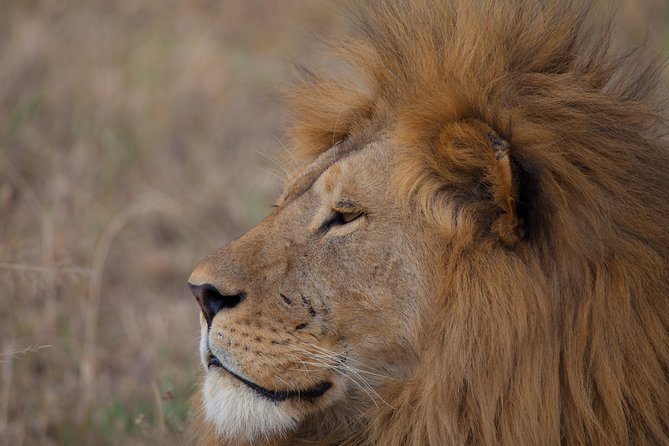 Introducing Kenya Safari Package - Meals, communication, and daily comfort