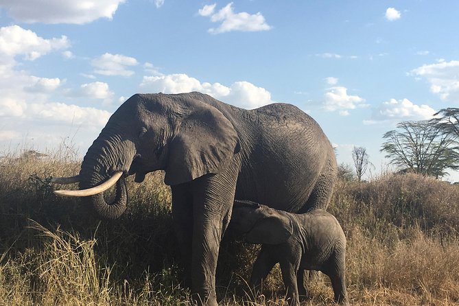 Introducing Kenya Safari Package - Maasai Mara brings the biggest wildlife hopes