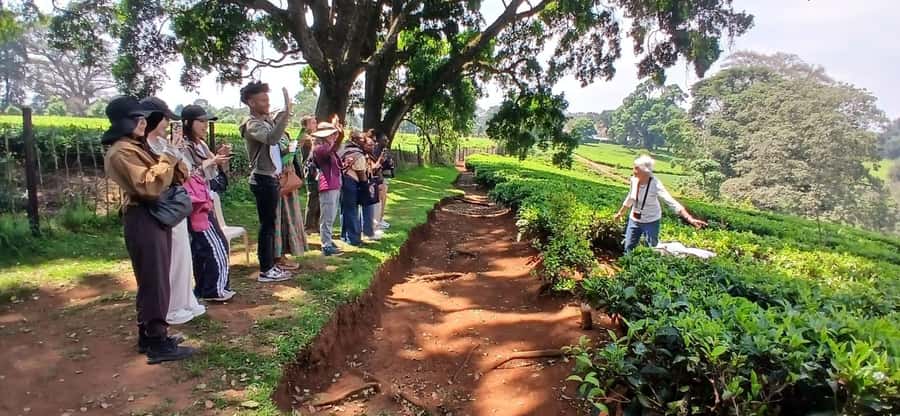 Kaimbethu tea farm tour and lunch package - Small-group size and the pace of the day
