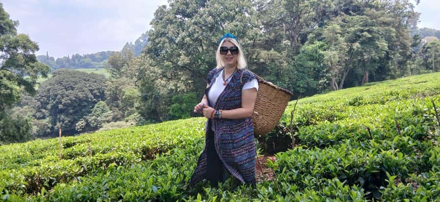 Kaimbethu tea farm tour and lunch package - The story behind Kenyan tea