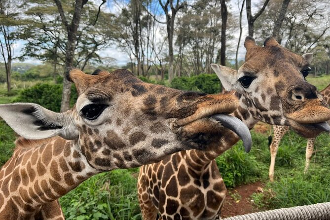 Karen Blixen Museum, Beads craft and Giraffe Day tour - Three very different sides of Nairobi in six hours