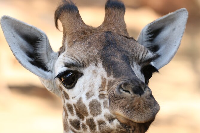 Karen Blixen Museum, Beads craft and Giraffe Day tour - Is $90 good value?