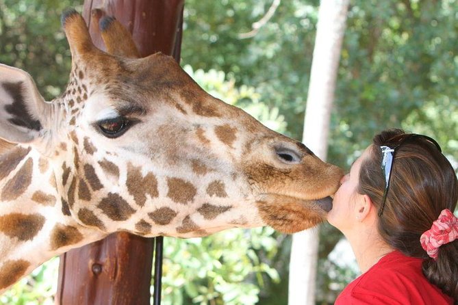 Karen Blixen Museum & Giraffe Centre Half day tour - Small group transport and timing