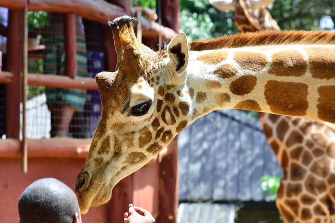 Karen Blixen Museum & Giraffe Centre Half day tour - Arriving at Karen Blixen’s 1912 home