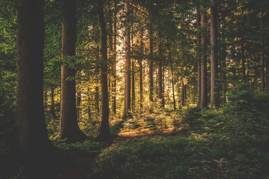 Karura forest A walking tour from Nairobi - Key points to know before booking