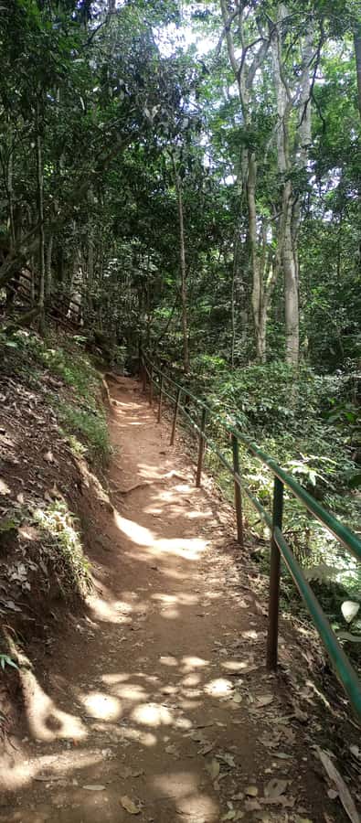 Karura forest: A walking tour into Nairobi's Nature Oasis - Key points to know before you go