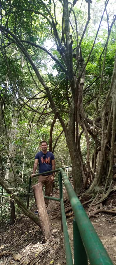 Karura forest: A walking tour into Nairobi's Nature Oasis - Shaded paths beneath the forest canopy