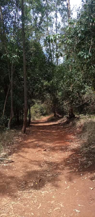 Karura forest: A walking tour into Nairobi's Nature Oasis - Karura Waterfalls and the sound of falling water
