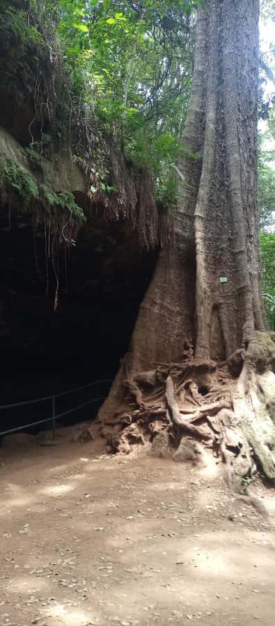 Karura forest: A walking tour into Nairobi's Nature Oasis - The Mau Mau Caves and Kenya’s independence struggle