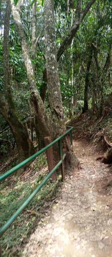 Karura forest: A walking tour into Nairobi's Nature Oasis - What the $50 price really covers