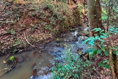 Karura Forest Nature Trail