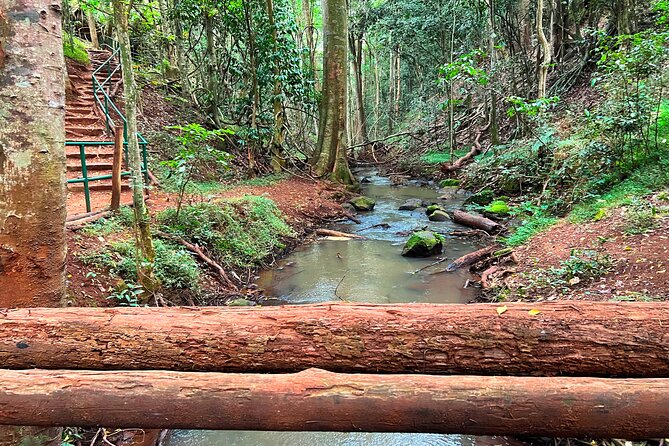 Karura Forest Nature Trail - Who should book this forest outing