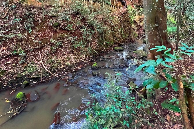 Karura Forest Nature Trail - Walking the 5, 10, and 15 km forest routes