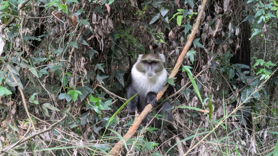 Karura Forest: Walking tour with Nature and Waterfalls. - Is the $40 guide fee good value?