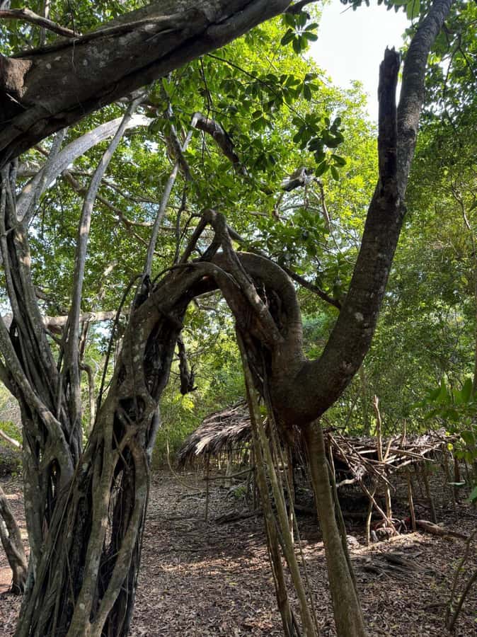 Kaya Kinondo Sacred Forest Guided Tour - Key points to know before you book