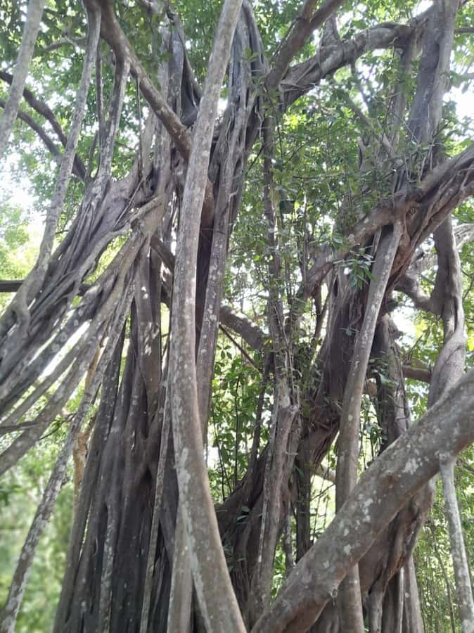 Kaya Kinondo Sacred Forest Guided Tour - Why Kaya Kinondo feels different from a normal forest walk