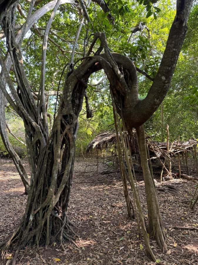 Kaya Kinondo Sacred Forest Guided Tour - Leaving Diani at 09:30