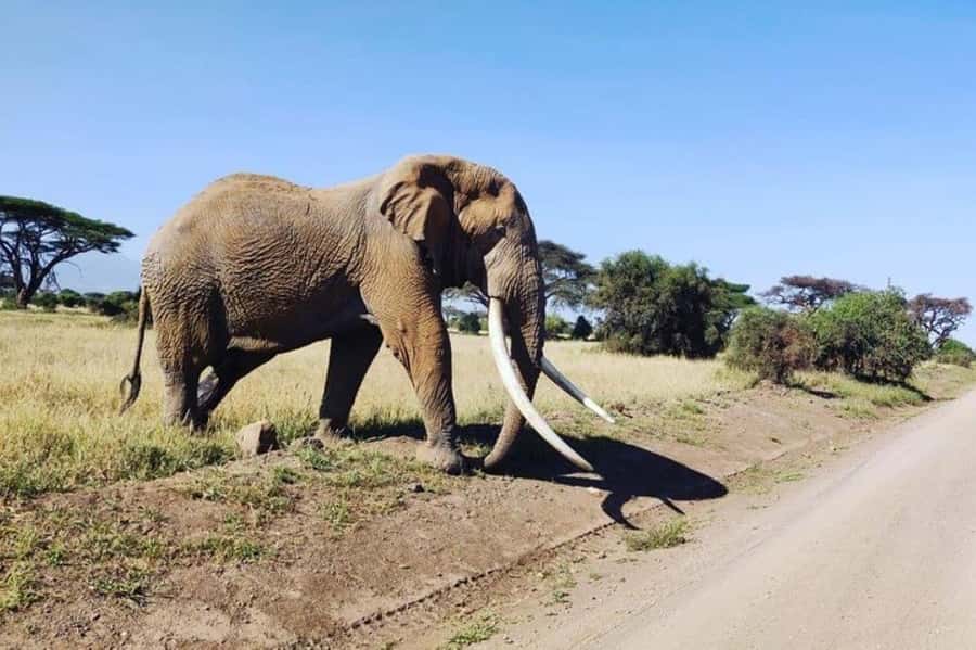 Kenya: 7-Day Big 5 Safari Tour from Nairobi - Key points to know before you book