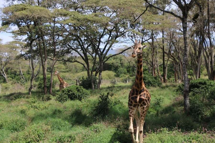 Kenya: 7-Day Big 5 Safari Tour from Nairobi - Why this seven-day route works