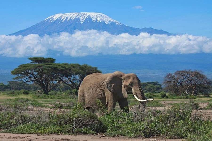 Kenya: 7-Day Big 5 Safari Tour from Nairobi - Day 2: A full Maasai Mara search