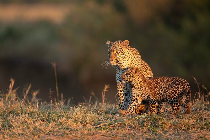 Kenya Safari: Amboseli, Lake Naivasha & Masai Mara - Days 5 and 6: Two full days in the Masai Mara