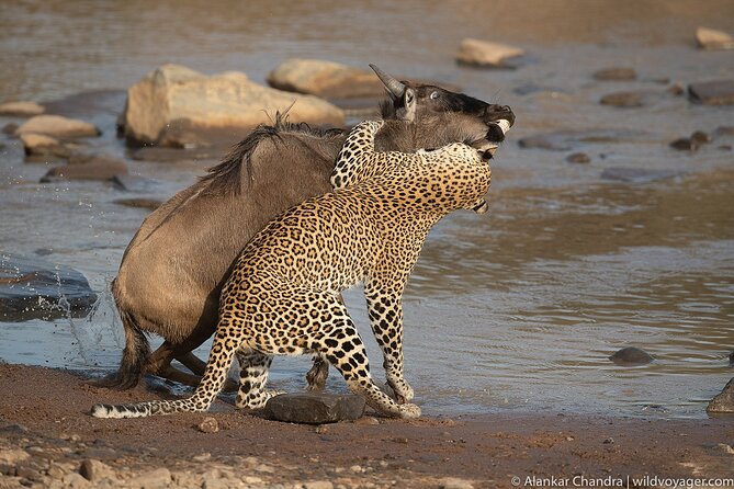 Kenya Safari: Amboseli, Lake Naivasha & Masai Mara - Guides, vehicles, and the value of private travel