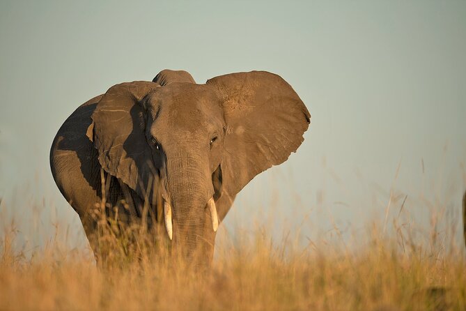 Kenya Safari: Amboseli, Lake Naivasha & Masai Mara - Meals and accommodation: useful, but check the details