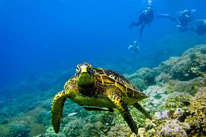 Kisite Marine Park Private Boat Snorkeling with breakfast & Lunch - Snorkeling around Kisite Marine Park