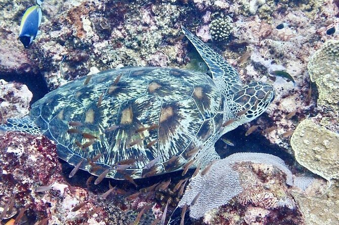 Kisite Mpunguti Day Trip. A day of Oceanic Wonders - The early start and the long return