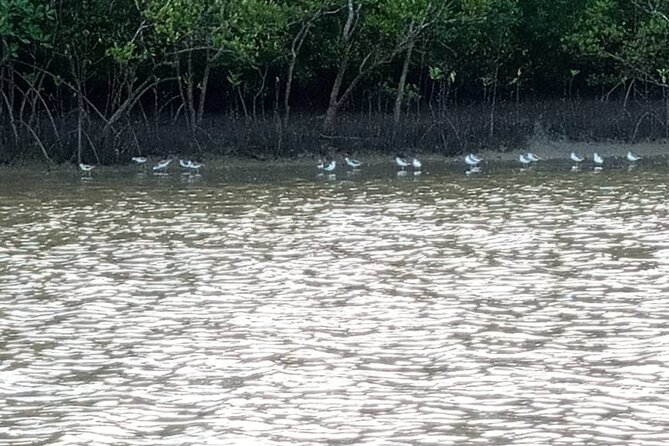 Kongo River Sunset Experience in Canoe - Birdlife among the mangroves