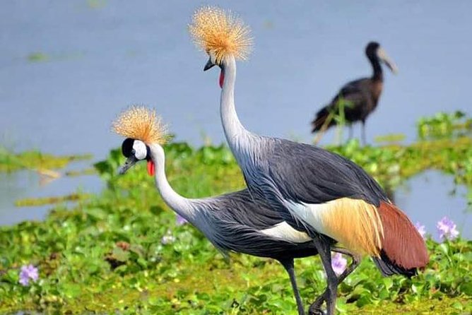 Lake Naivasha & Crescent island day trip. - A Great Rift Valley day without a long safari lodge stay