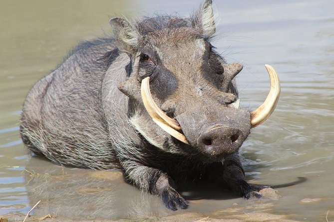 Lake Naivasha & Crescent island day trip. - What the guide adds to the day