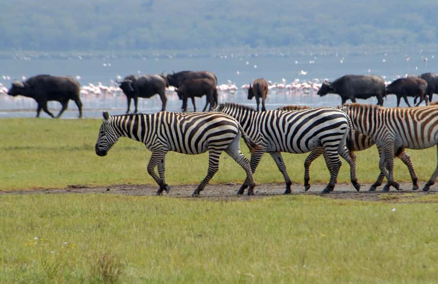Lake Naivasha: Crescent Island Game Sanctuary - The Nairobi to Rift Valley drive