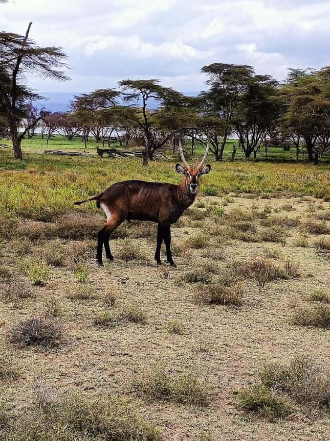 Lake Naivasha: Crescent Island Game Sanctuary - Lunch is simple and comes at your expense