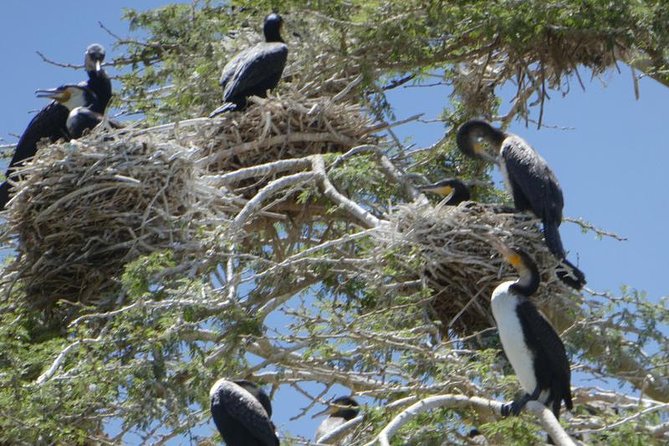 Lake Naivasha day tour including the crescent island - The price and the extra costs