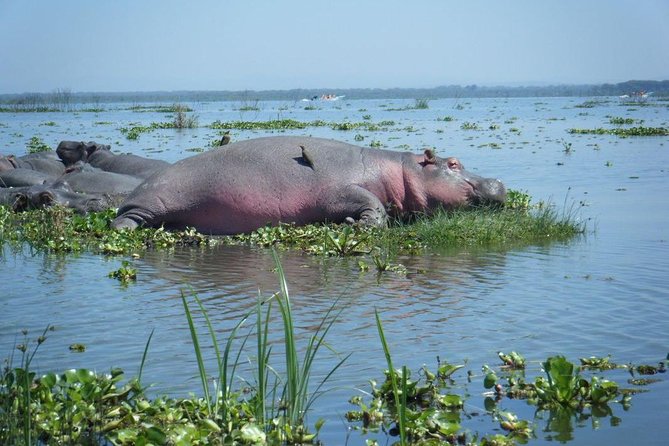 Lake Naivasha day tour including the crescent island - Guide quality can shape the day