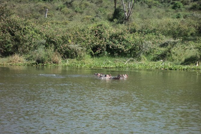 Lake Naivasha day tour including the crescent island - What makes the birdlife worth your attention