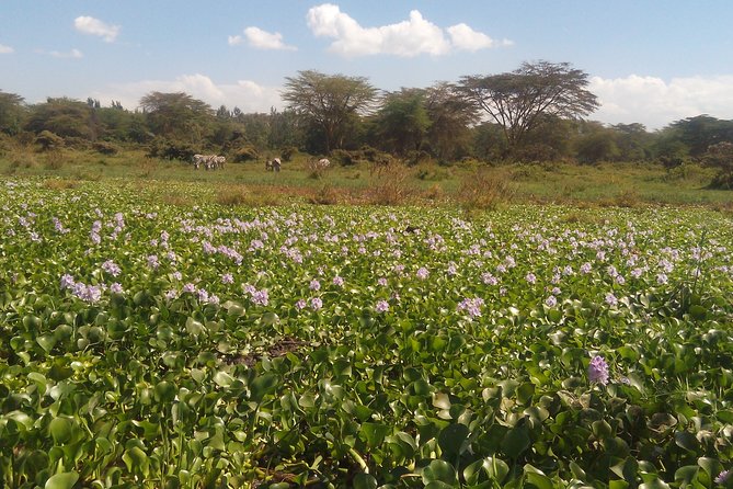 Lake Naivasha Private Day Tour with Boat Ride from Nairobi - Key points before you book