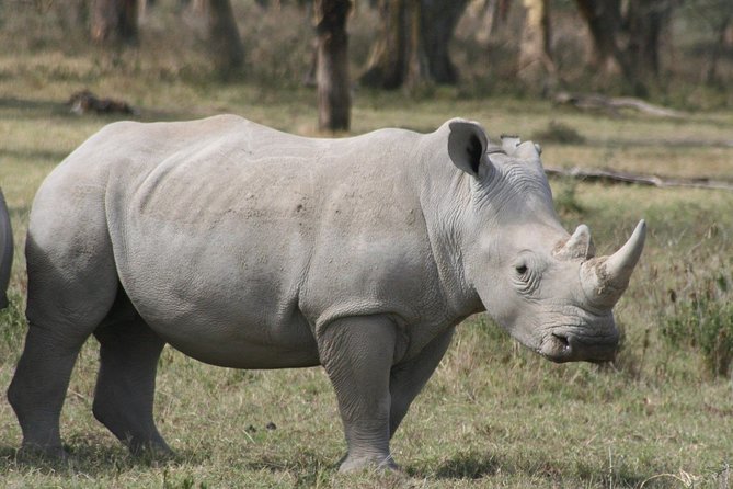 Lake Nakuru Day Trip From Nairobi - What the private format really adds