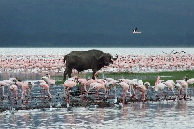 Lake Nakuru Day Trip From Nairobi - Food, drinks, and what to plan for