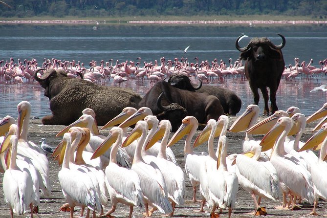 Lake Nakuru Day Trip From Nairobi - Timing, cost, and cancellation details