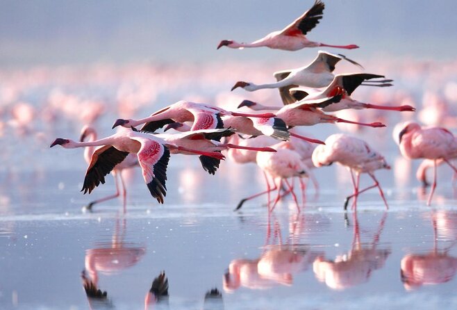 Lake Nakuru Day Trip Safari – & Optional Lake Naivasha Boat - Key points to know before booking