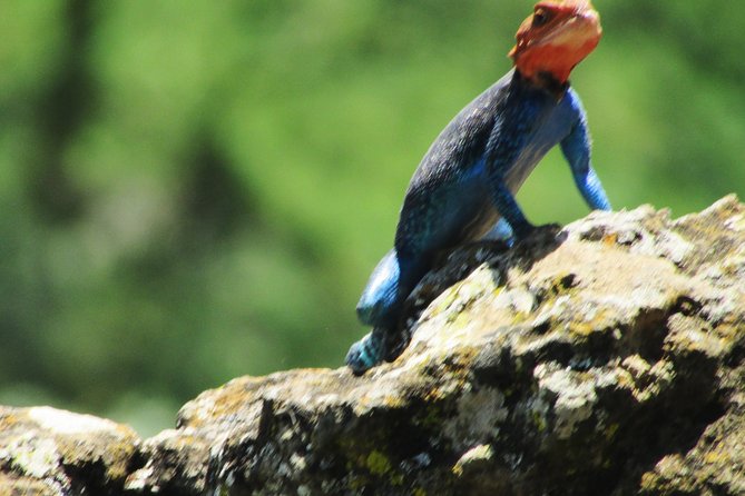 Lake Nakuru Day Trip Safari – & Optional Lake Naivasha Boat - Why Lake Nakuru makes this a strong Nairobi day trip